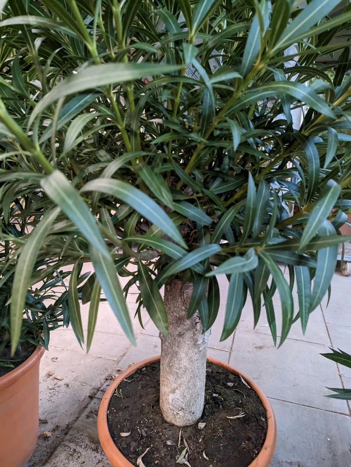 SALE: Premium Nerium Oleander mit XXL Stamm ca. 2m in Nordkirchen