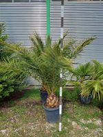 Phoenix Canariensis Stammhöhe ca. 30 cm Baden-Württemberg - Nehren Vorschau