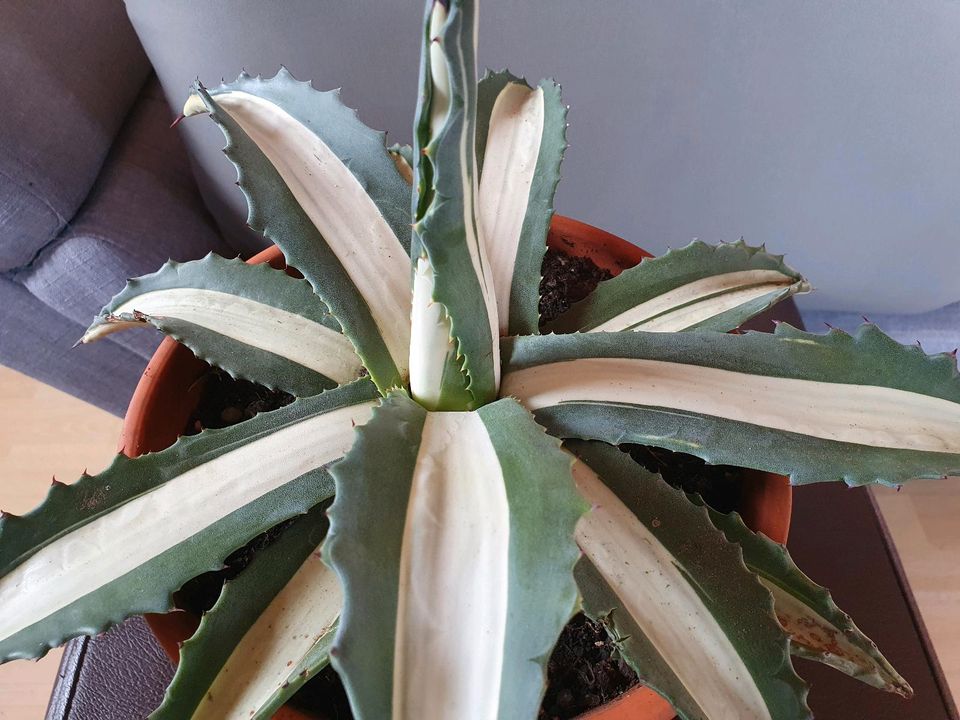 Agave mediopicta alba in Erbendorf