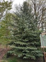 Blautanne großer Baum Brandenburg - Oranienburg Vorschau