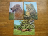 Postkarten mit Tiermotiven ab 1981 Bayern - Lichtenfels Vorschau