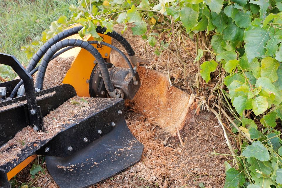 Laski Stubbenfräse Wurzelstockfräse Stockfräse Baumstumpffräse in Schmallenberg