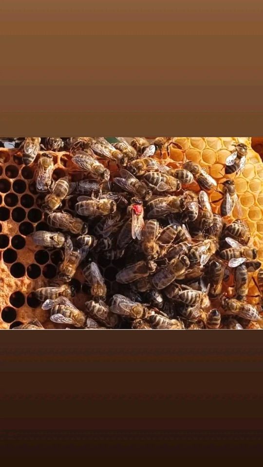 Buckfast Bienenkönigin 2024 in Haiger