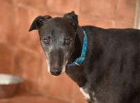 Greyhound Montague sucht ein Zuhause! Rheinland-Pfalz - Worms Vorschau