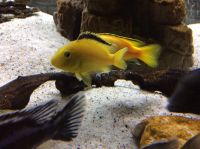 Malawi Buntbarsche Labidochromis Yellow Hessen - Lich Vorschau