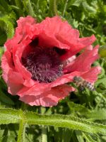 Pflanze / Staude Mohn in pink abzugeben Niedersachsen - Hermannsburg Vorschau