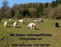 Selbstgeführtes Ponyreiten auf dem 74538 Pferdehof Dendelbach Baden-Württemberg - Rosengarten Vorschau