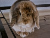Kaninchen sucht ein neues Zuhause Niedersachsen - Hemmingen Vorschau