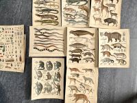 Oken div. antike Abbildungen kolorierte Lithographien Tiere Tafel Niedersachsen - Clausthal-Zellerfeld Vorschau