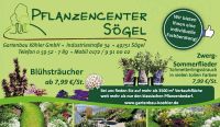 Winterharte Blüh - Stauden, Sträucher, Heckenpflanzen u.s.w. Niedersachsen - Sögel Vorschau