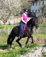 Wunderschöne Rappstute, Freizeit, Freiarbeit, Reittherapie Bayern - Bayerbach Vorschau