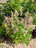 Astilbe Prachtspiere hellrosa Niedersachsen - Göttingen Vorschau