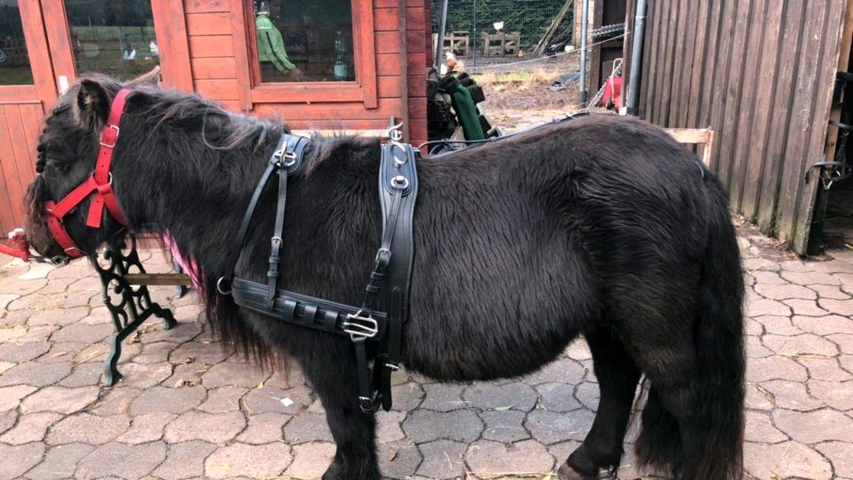 Shetty gig , shetty kutsche und sämtliches zubehör in Steinhagen