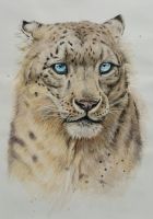 Original Aquarell Gemälde, Schneeleopard, Tierbild, 42x30cm Hessen - Bad König Vorschau