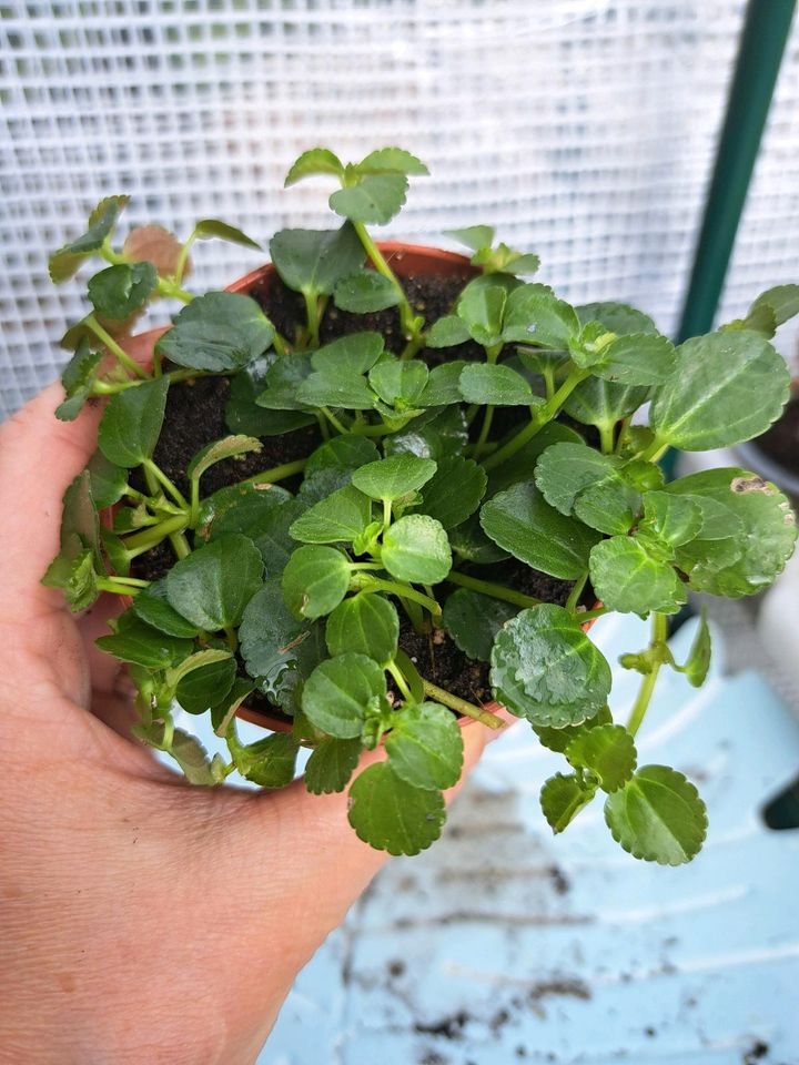 Peperomia prostrata, etablierte Pflanze in Selent