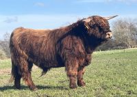 Highland Cattle Bulle "Caitano" / Hochlandrind - HERDBUCH Nordrhein-Westfalen - Rahden Vorschau