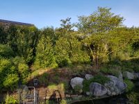 6 Kirschlorbeer Caucasica a 2,20 m groß zu verschenken Rheinland-Pfalz - Waldlaubersheim Vorschau