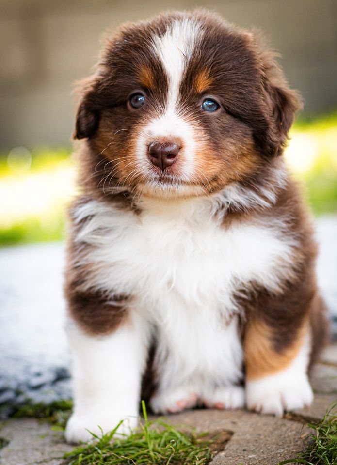 Mini Aussie, Mini Shepherd, Aussie in Welfesholz