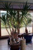 Yuca Palmen und Drachenbaum in großen Keramiktöpfen Nordrhein-Westfalen - Marsberg Vorschau