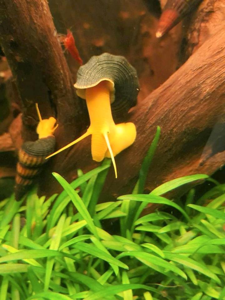 Tylomelania Orange Goldene Turmdeckelschnecke,Felsenschnecke in Nußloch