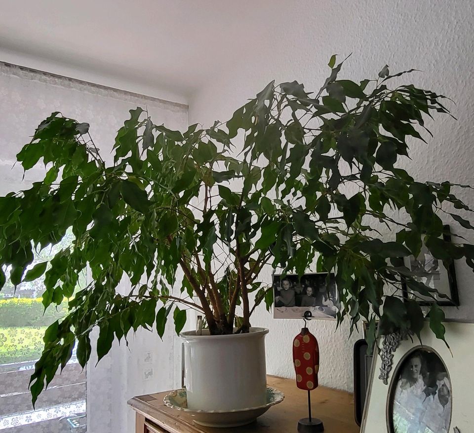 2 Klivie Zimmer-Pflanzen/Clivia mit tollen Übertöpfe zu verkaufen in Ratingen