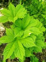 Kastanienblättriges Schaublatt Rodgersia aesculifolia Hessen - Glashütten Vorschau