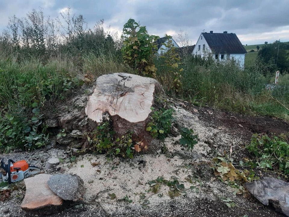 Wurzel fräsen, Wurzel entfernen, Baumwurzel fräsen in Marsberg