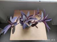 Tradescantia pallida, Ampepflanze mit violett-grünem Blatt, Süden Friedrichshain-Kreuzberg - Kreuzberg Vorschau
