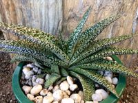 Sukkulente Gasteria verrucosa Hessen - Großkrotzenburg Vorschau