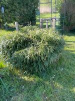 Bambus zu verschenken Schleswig-Holstein - Bad Oldesloe Vorschau