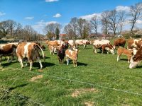 Grünland Weideland Weide Grünlandfläche Weidefläche Schleswig-Holstein - Wallsbüll Vorschau