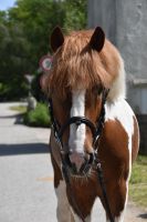 Pony Schecken Gespann geritten&gefahren Top Pony Shetty Bayern - Arnstorf Vorschau