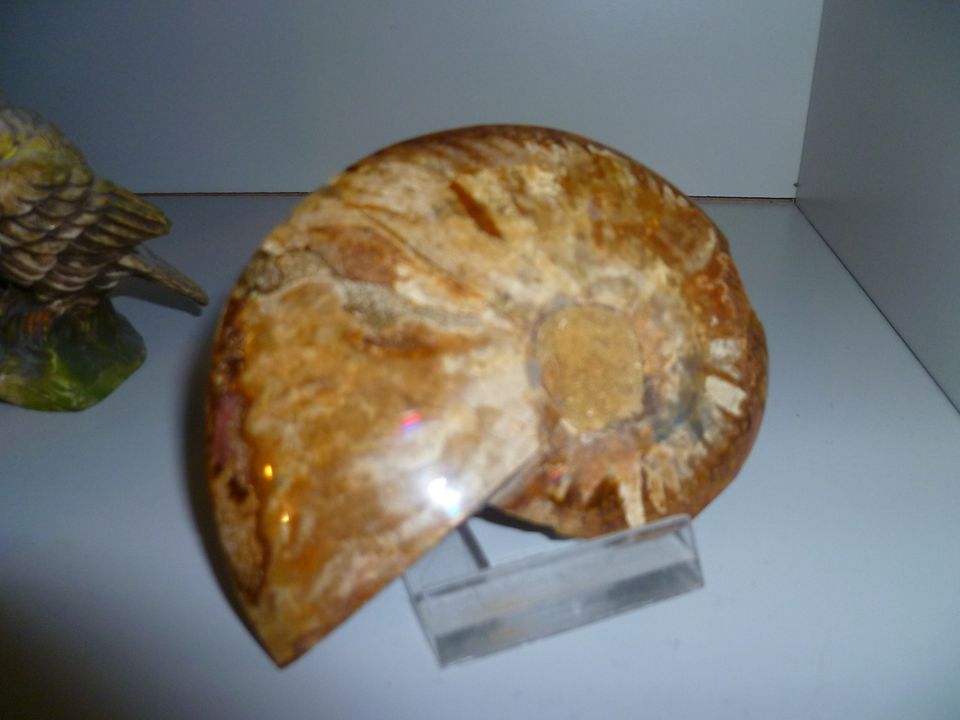 Ammonit geschliffen Edelsteine Edelstein in Rosenfeld
