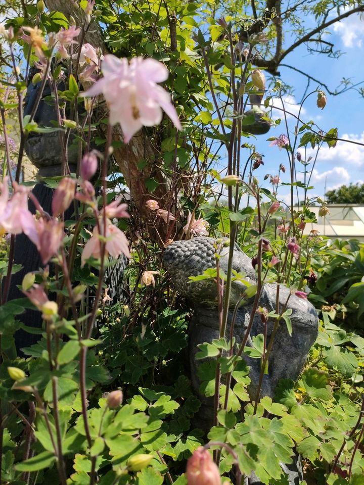 Akelei bienenfreundlich lila rosa himbeerrot in Weitramsdorf