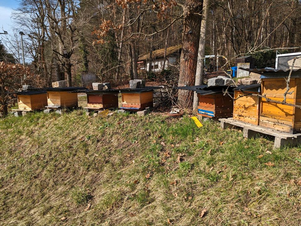 Zander und Zadant Bienen Ableger in Nürnberg (Mittelfr)