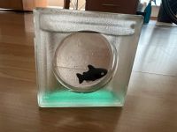 Dekoration Mini Aquarium Fisch 7x7 cm Nordrhein-Westfalen - Sankt Augustin Vorschau