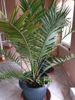 Palmen, 2 Stück je ca. 175 cm hoch zu verkaufen Baden-Württemberg - Rastatt Vorschau