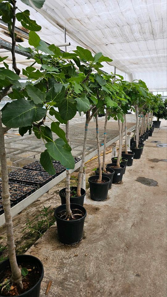 Feigenbaum Ficus Carica verschiedene Größen in Wiesbaden