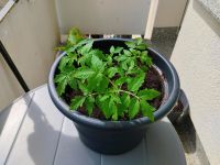 4 junge Tomatenpflanzen Duisburg - Duisburg-Mitte Vorschau