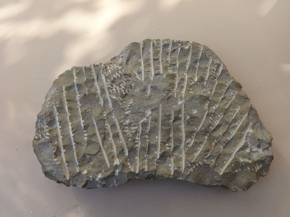Orthoceras Fossilien Platte - versteinerte Tintenfische/Schnecken in Nürnberg (Mittelfr)