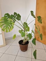 Monstera  Fensterblatt 1m hoch Baden-Württemberg - Hildrizhausen Vorschau