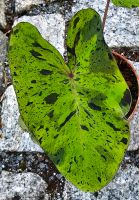 Colocasia Mojito - M15 Hessen - Obertshausen Vorschau