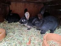 Kaninchen / Hasen Brandenburg - Finsterwalde Vorschau