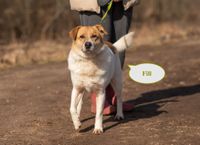 Tierschutz Hund Fil sucht eine liebe Familie! Berlin - Tempelhof Vorschau