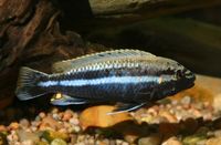 Türkisgoldbuntbarsch Melanochromis auratus Barsch Nordrhein-Westfalen - Viersen Vorschau