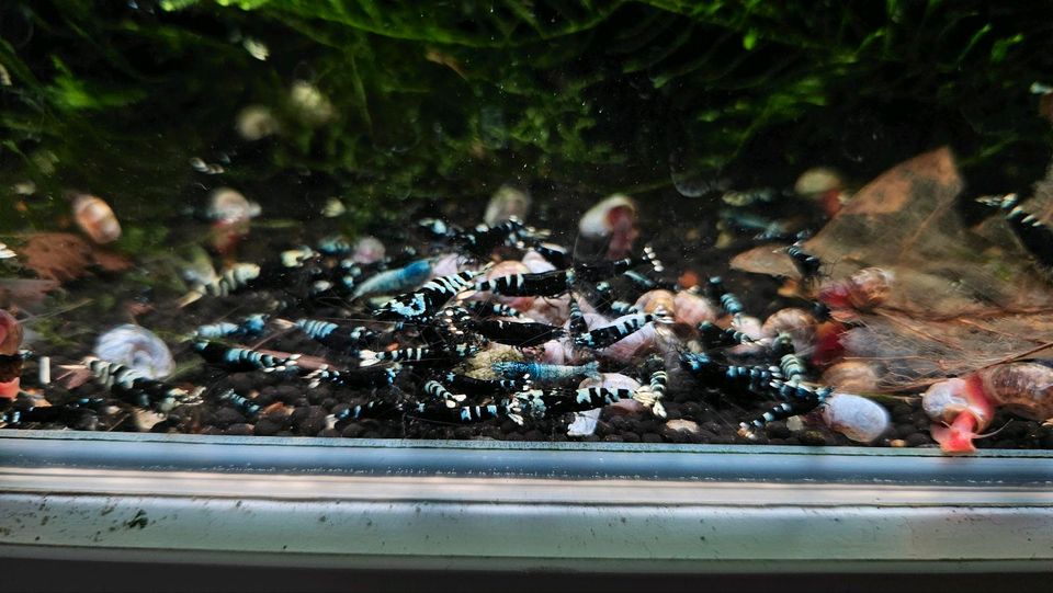 Black Nanashi Garnelen mit Blau-Anteil Caridina, 10€* in Möglingen 