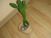 Kaktus Opuntia 25 cm Nordrhein-Westfalen - Minden Vorschau
