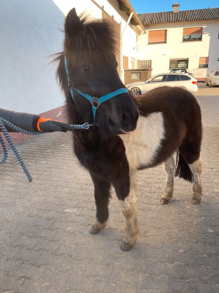 Isländer Wallach zu verkaufen in Rosbach (v d Höhe)