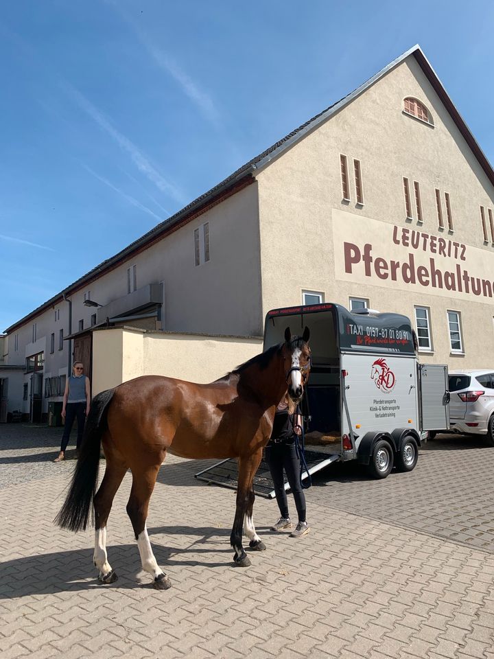 Pferdetaxi/ Pferdetransport/ Fohlentransport/ Klinik Nottransport in Leipzig