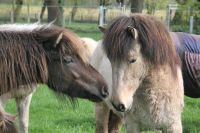 Stall/Scheune mit Wiese/Weide/Grünfläche für Ponies gesucht Nordrhein-Westfalen - Gescher Vorschau